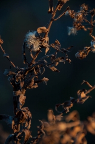 20111203-16h46-dsc_1413